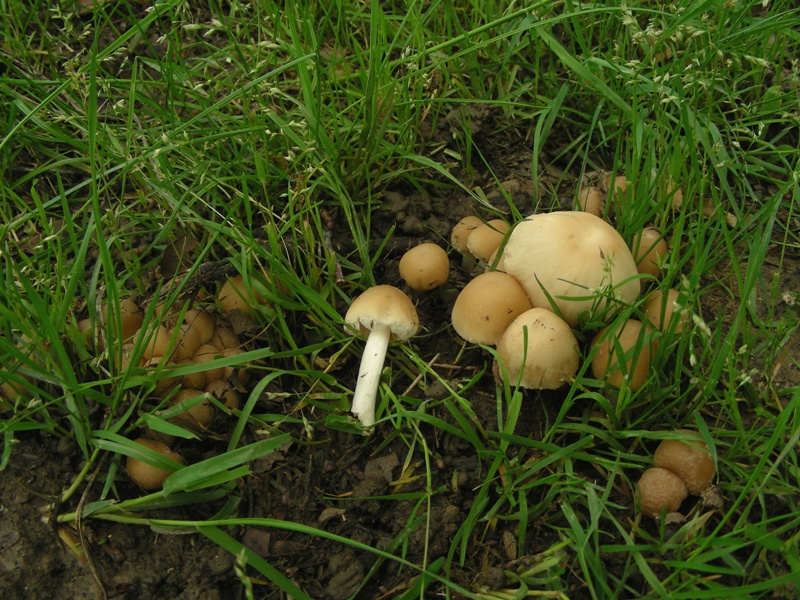 Escursione al parco dei cedri